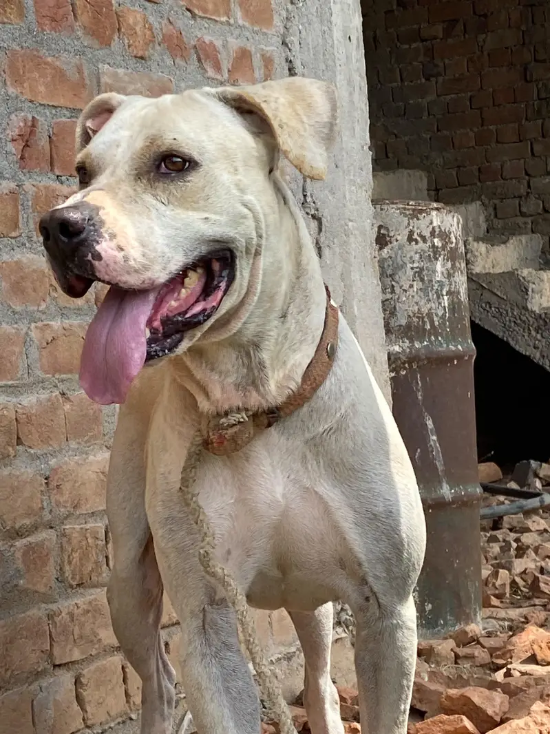 Pitt bull bully dog cross  breed dog for sale best for security — photo 7