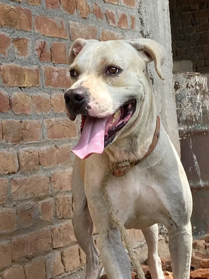 Pitt bull bully dog cross  breed dog for sale best for security — photo 8