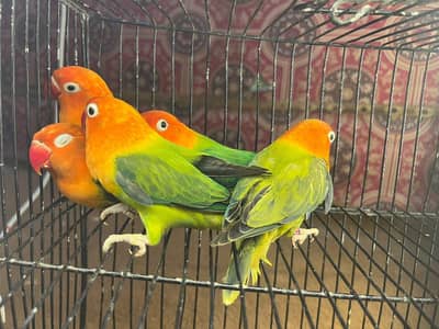 Love birds