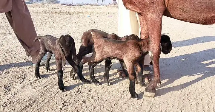 3 bacchon wali bakri for sale call+_03242213919 — photo 3