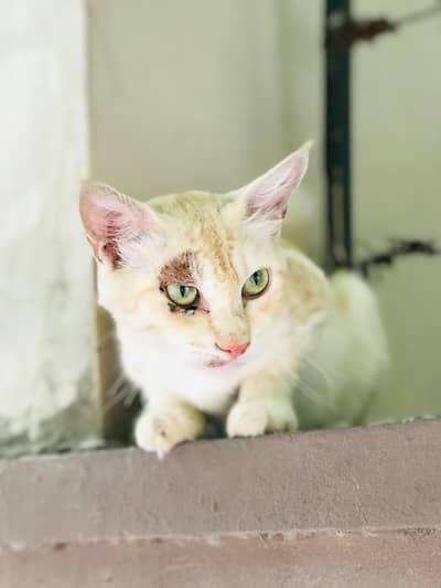 Fluffy Cat for adoption