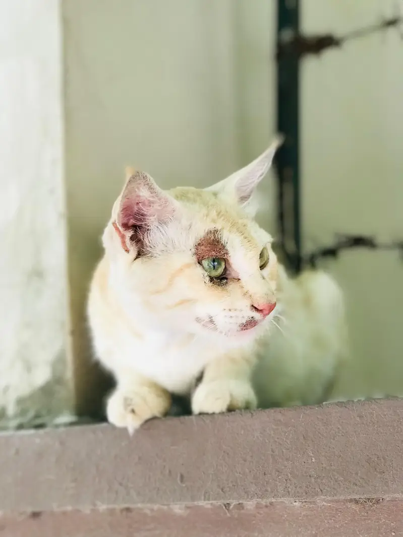 Fluffy Cat for adoption — photo 3