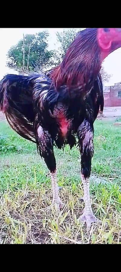 both acha morga hn breeding ma both hi acha hn