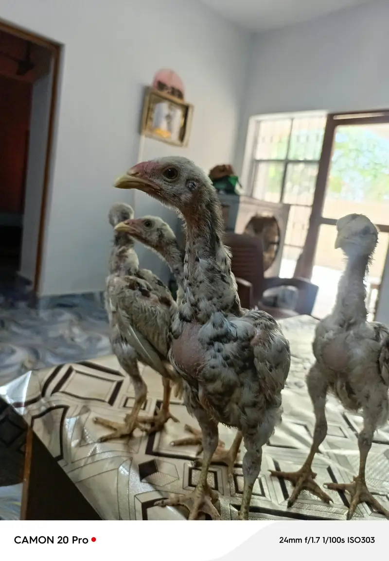 Shamo Original 05 Chicks Long Height — photo 2