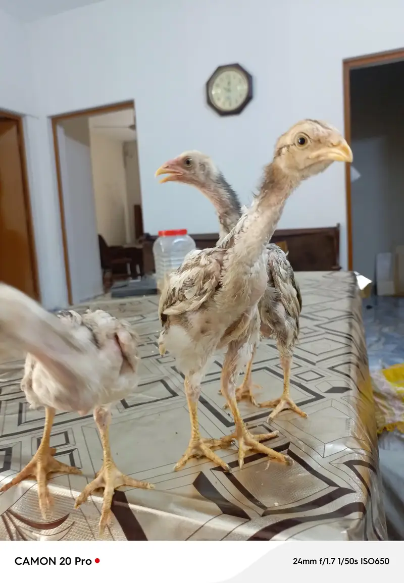 Shamo Original 05 Chicks Long Height — photo 3