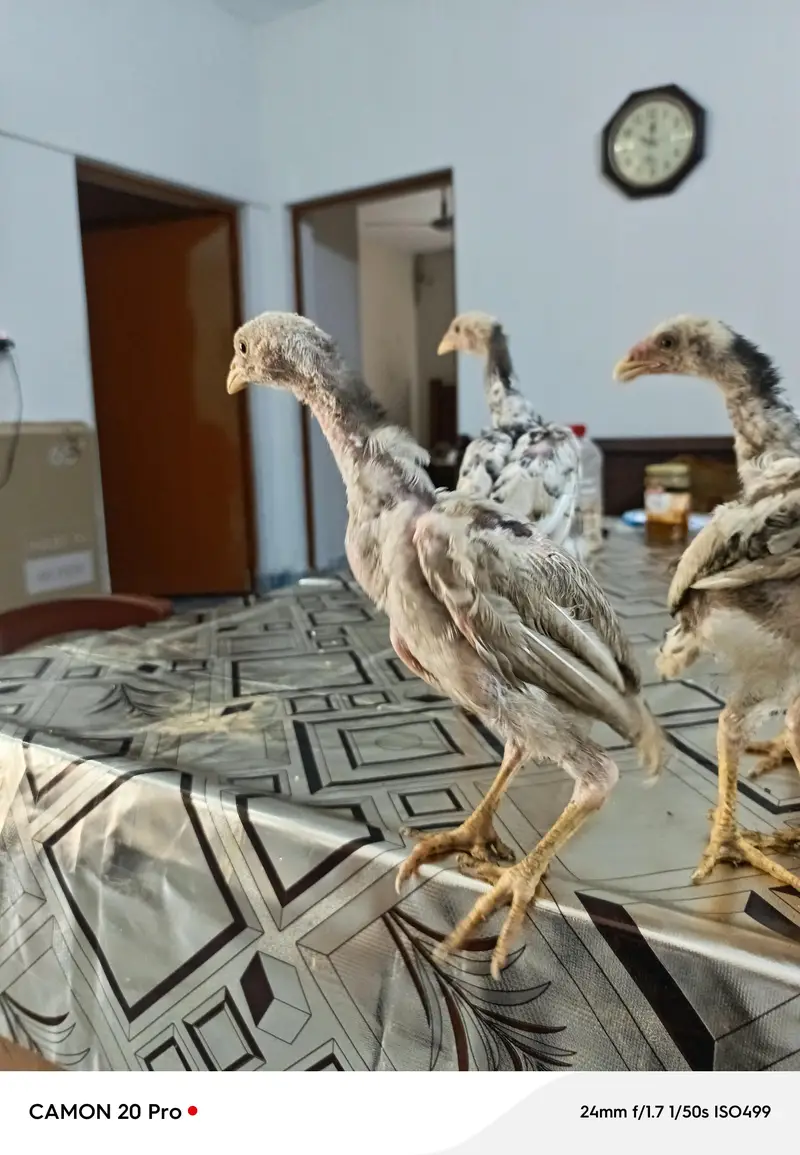 Shamo Original 05 Chicks Long Height — photo 4