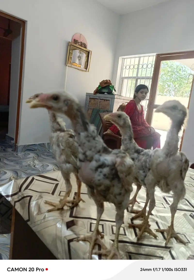 Shamo Original 05 Chicks Long Height — photo 5