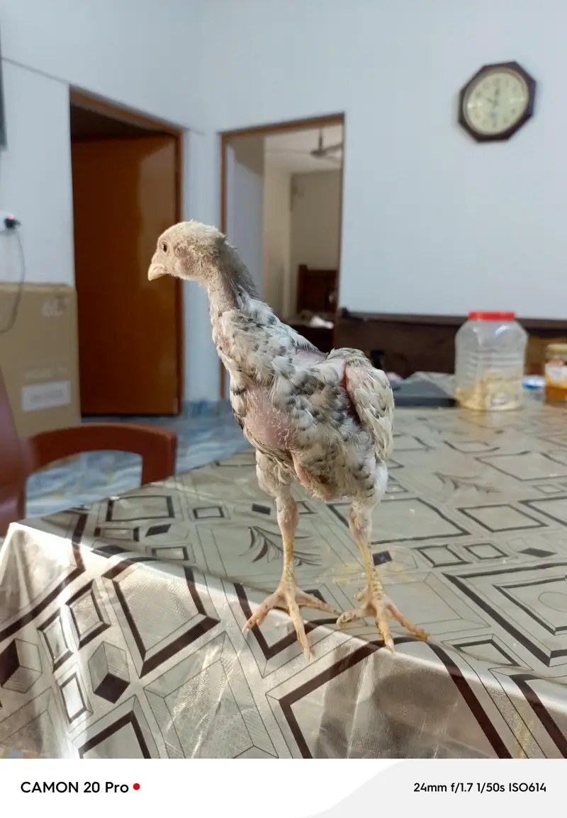 Shamo Original 05 Chicks Long Height — photo 6