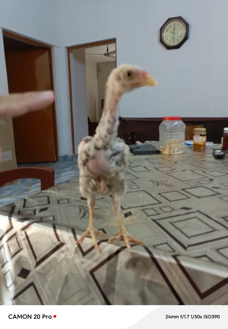 Shamo Original 05 Chicks Long Height — photo 7
