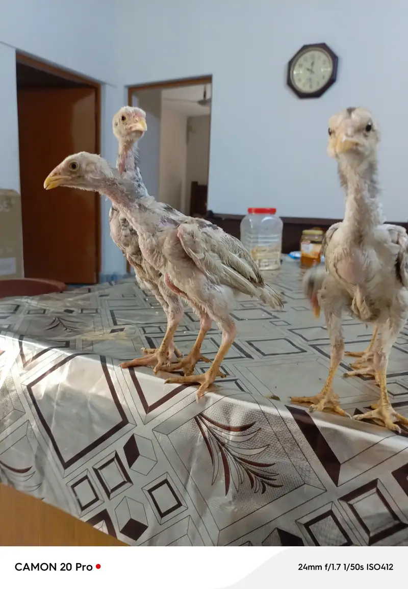 Shamo Original 05 Chicks Long Height — photo 9