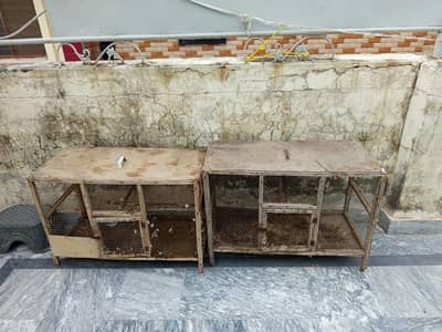 urgent cage or aseel murgi for sale