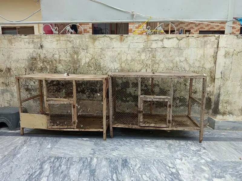 urgent cage or aseel murgi for sale — photo 2
