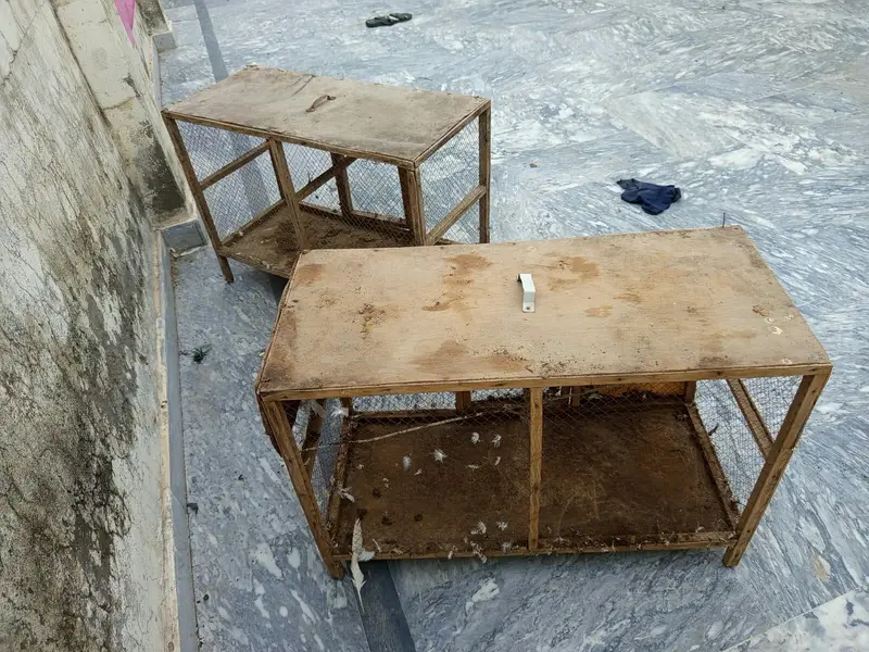urgent cage or aseel murgi for sale — photo 3
