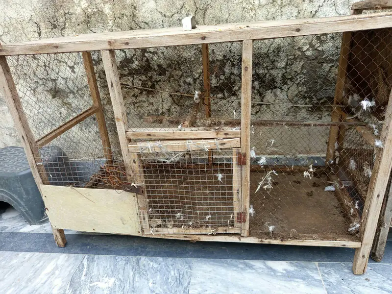 urgent cage or aseel murgi for sale — photo 4