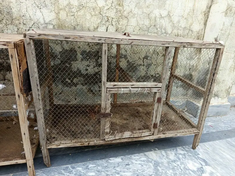 urgent cage or aseel murgi for sale — photo 5
