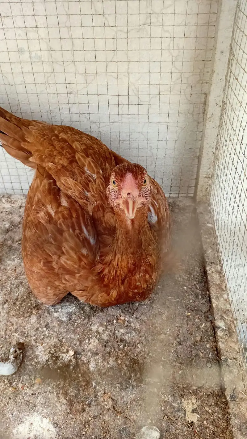 urgent cage or aseel murgi for sale — photo 6