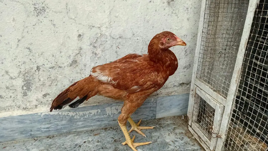 urgent cage or aseel murgi for sale — photo 7