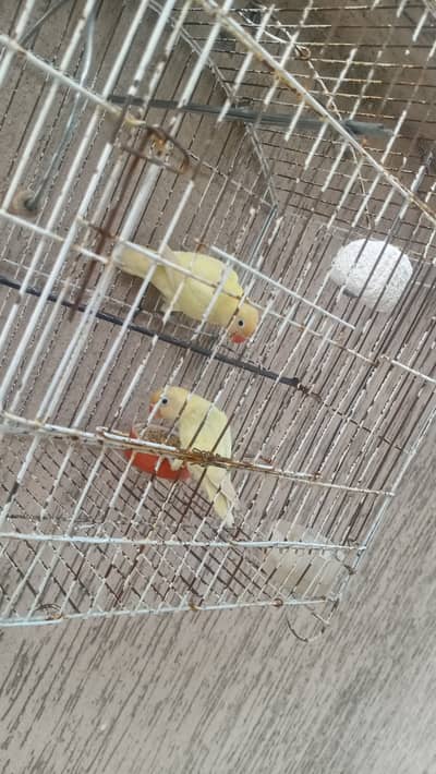 LOVEBIRD Urgent sale