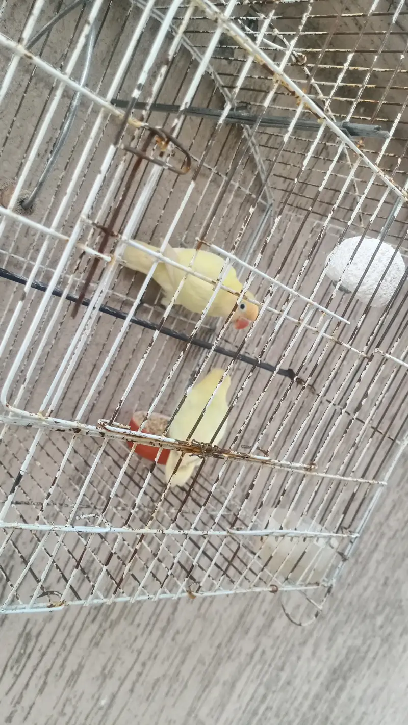 LOVEBIRD Urgent sale — photo 2