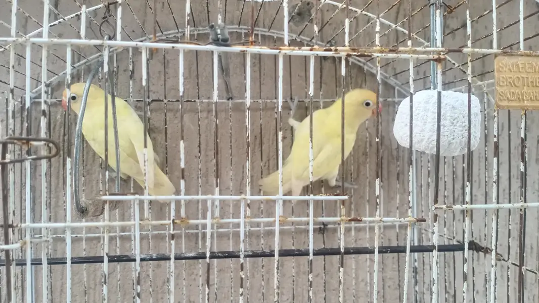 LOVEBIRD Urgent sale — photo 3