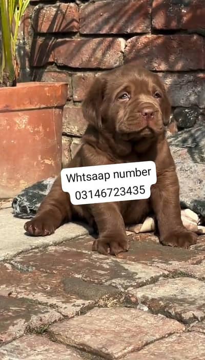 Labrador puppies for sale