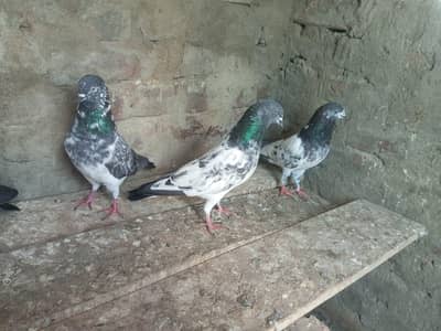 Kabutar High Flyer for Sale Pigeons