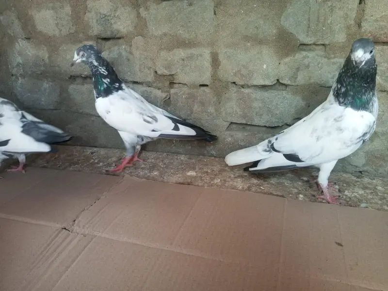Kabutar High Flyer for Sale Pigeons — photo 2