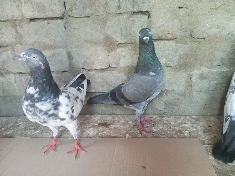 Kabutar High Flyer for Sale Pigeons — photo 3
