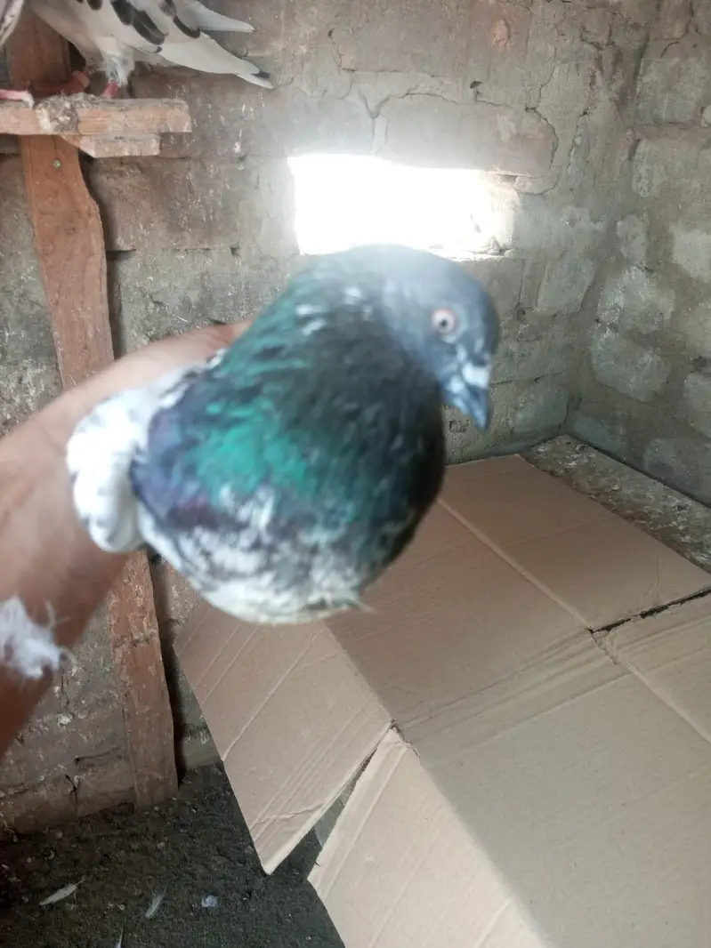 Kabutar High Flyer for Sale Pigeons — photo 4