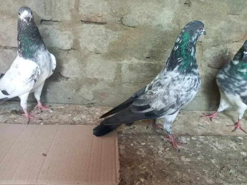 Kabutar High Flyer for Sale Pigeons — photo 5