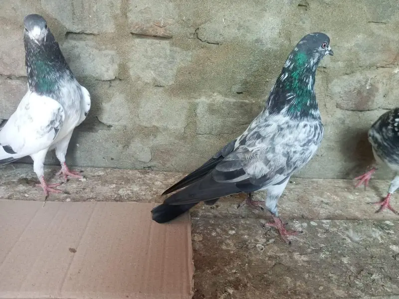 Kabutar High Flyer for Sale Pigeons — photo 6