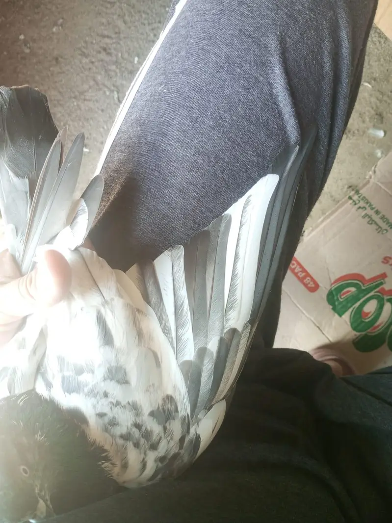 Kabutar High Flyer for Sale Pigeons — photo 7
