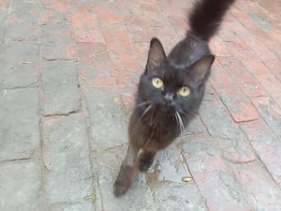 blacky
