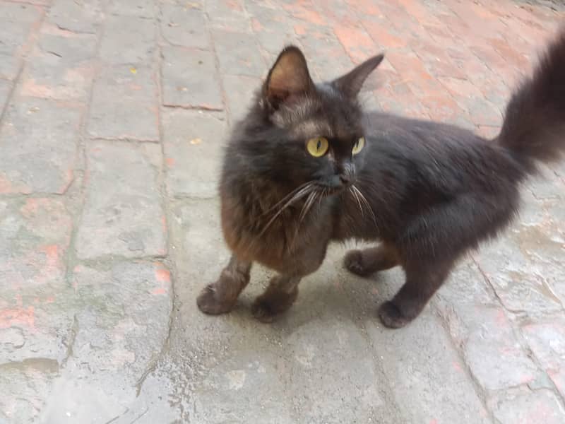 blacky 1