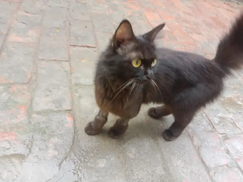 blacky — photo 2