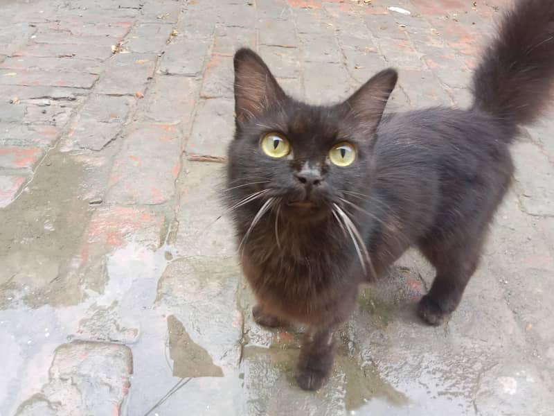 blacky 2