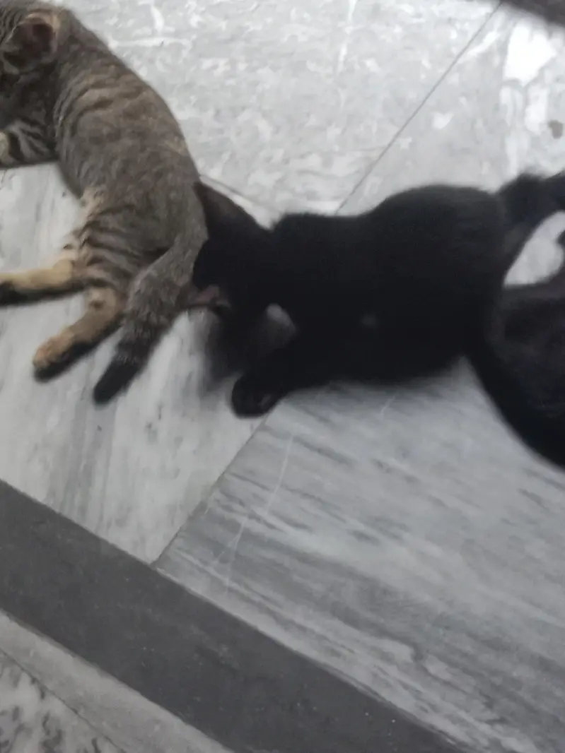 blacky — photo 4