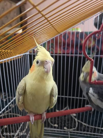 Taking Mel with yellow female