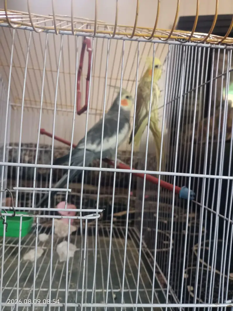 Taking Mel with yellow female — photo 3