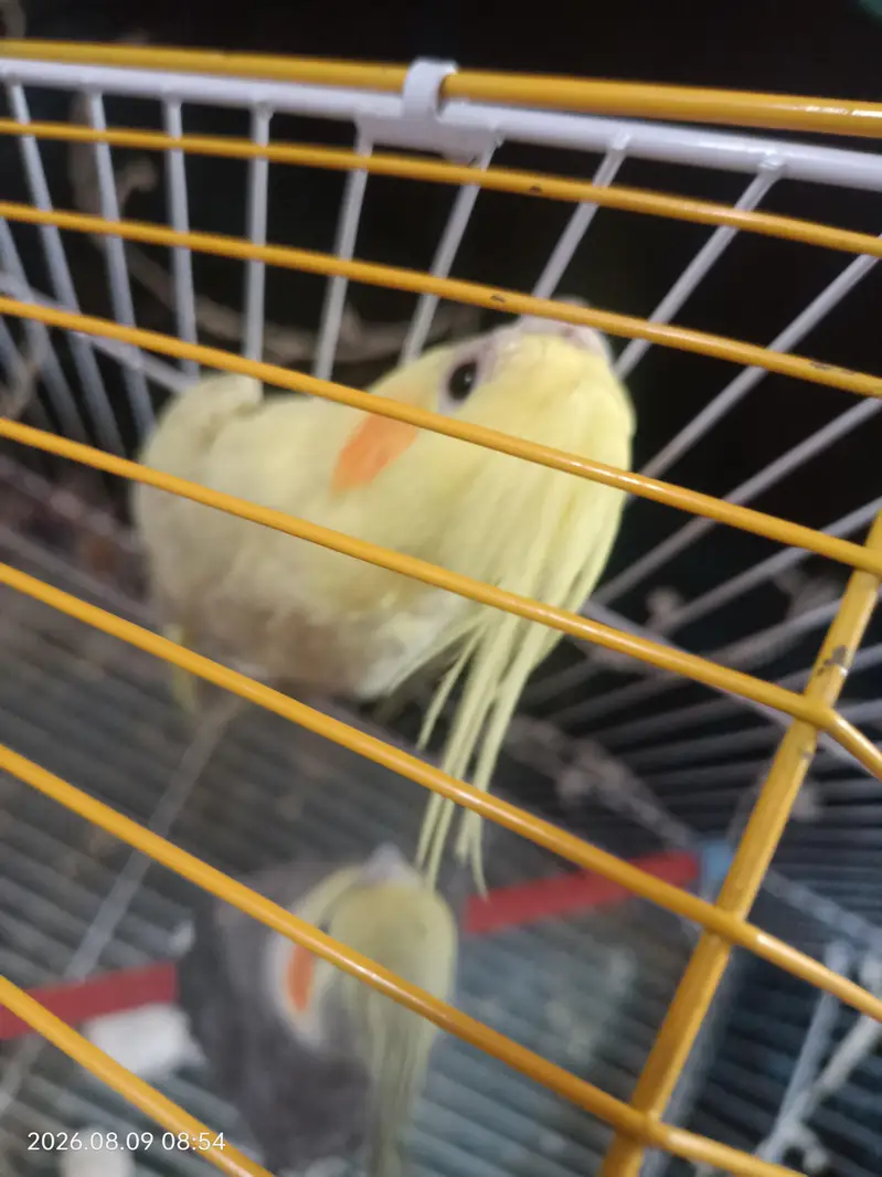 Taking Mel with yellow female — photo 4