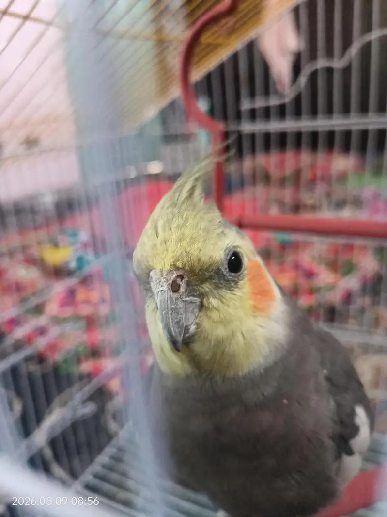 Taking Mel with yellow female — photo 5
