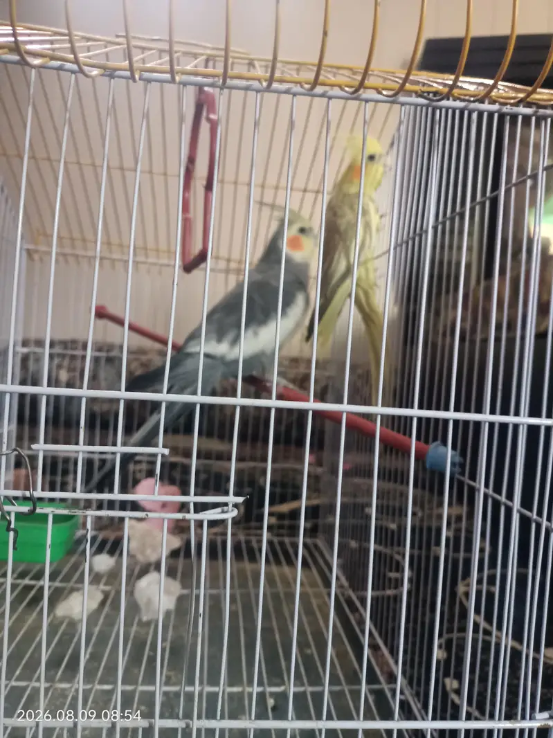 Taking Mel with yellow female — photo 6