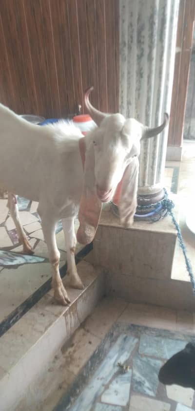 kakori nasl