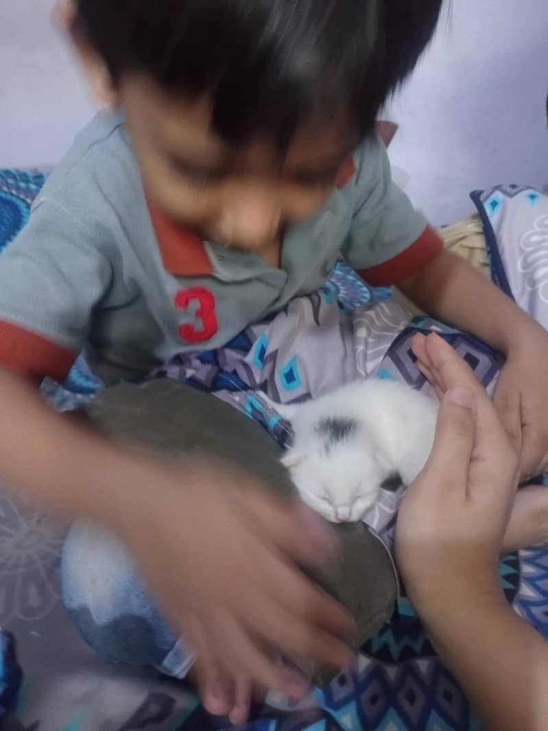 پرشین کیٹ کے بچے 4
