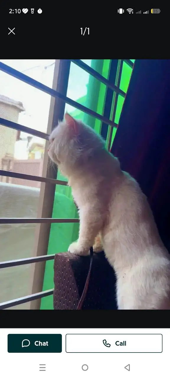 doll face male cat for sale — photo 2