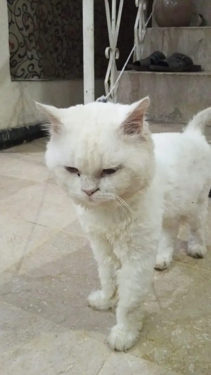 doll face male cat for sale — photo 3