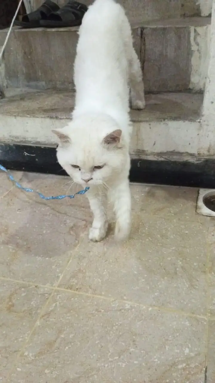 doll face male cat for sale — photo 4