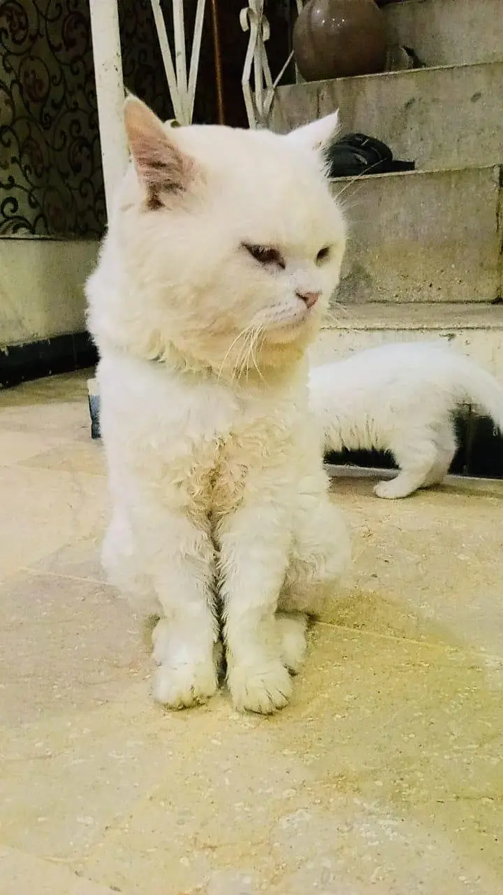 doll face male cat for sale — photo 5
