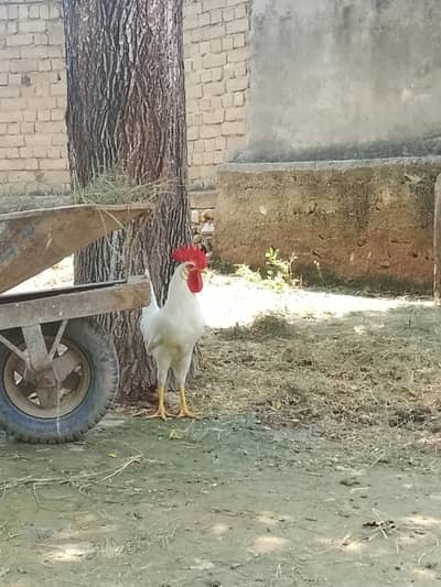 Murga