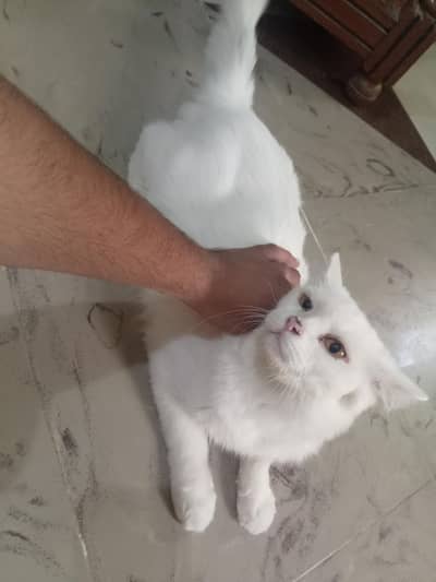 Persian double coat